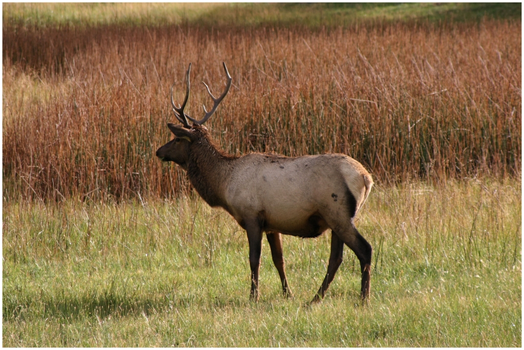 04 - Yellowstone NP (19).jpg